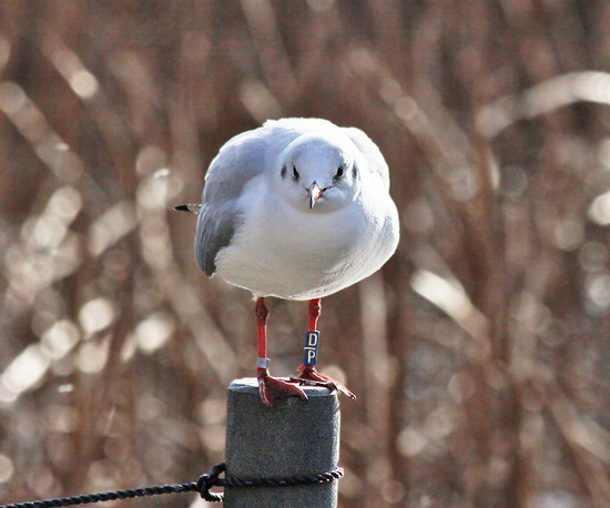 ユリカモメ
