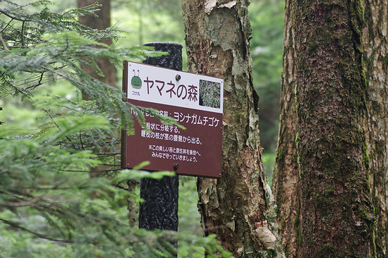 ¥ä¥Þ¥Í¤Î¿¹