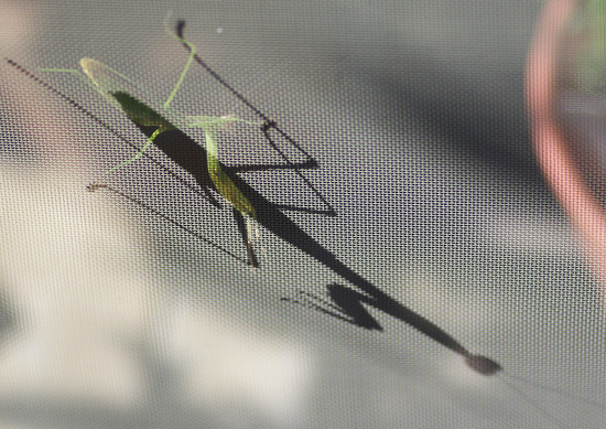 カマキリ