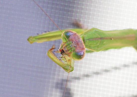 カマキリ
