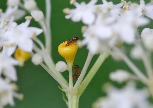 ソクズの蜜腺に集まる蟻