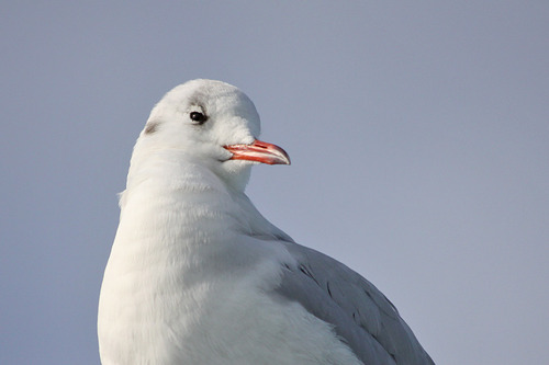 ユリカモメ