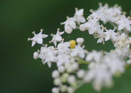 ソクズの蜜腺