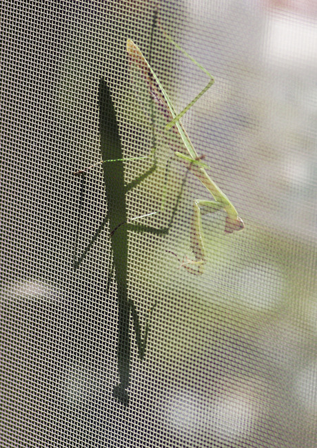 カマキリ