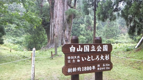 石徹白 4
