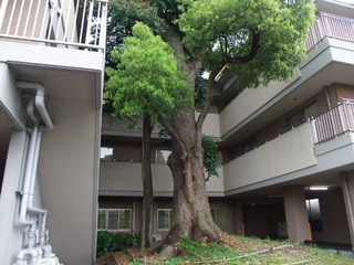 裏の大クス
