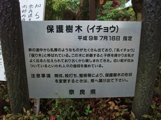 一言さんの乳イチョウ 4
