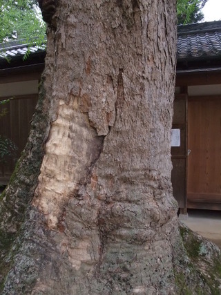 一言さんの乳イチョウ 15