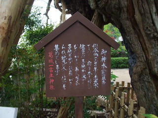 一言さんの乳イチョウ 3