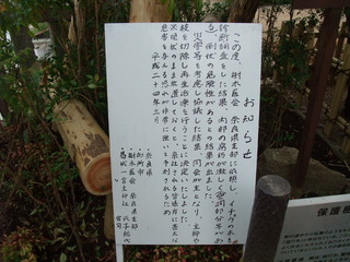 一言さんの乳イチョウ 5