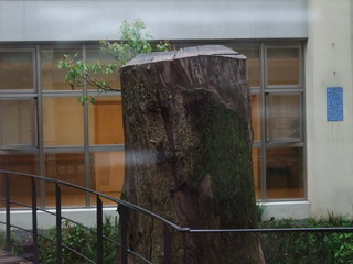 中庭の樟株 1