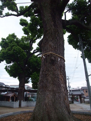 正面の大樟1