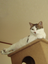 猫と煙は高いところが好き