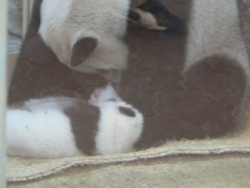 20070320pan
