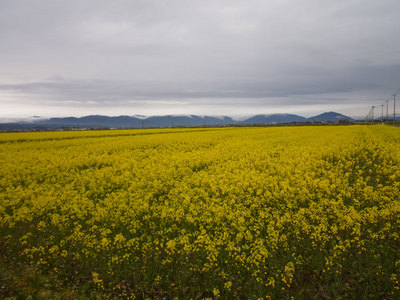 野原