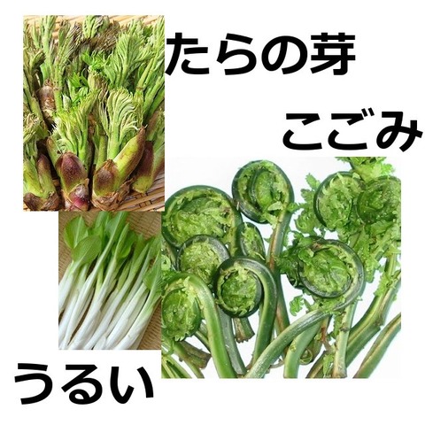 img59769554