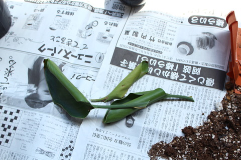 ストレリチア ニコライ 古い葉 切る