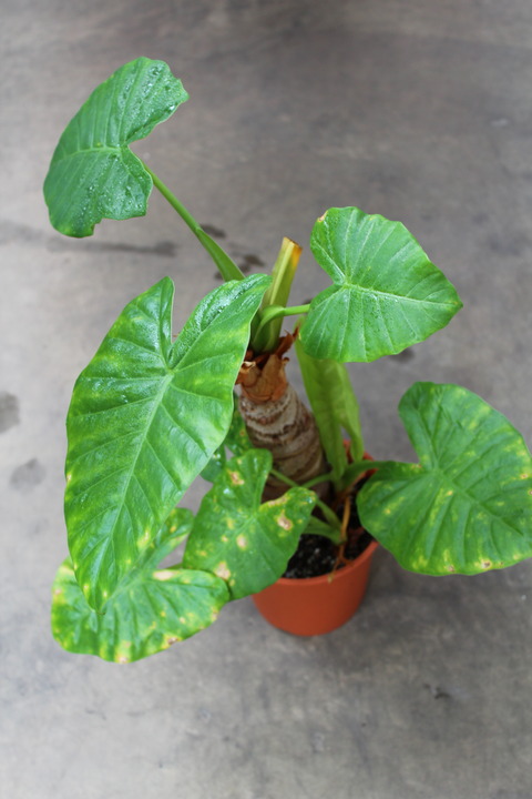 クワズイモ 植え替え前
