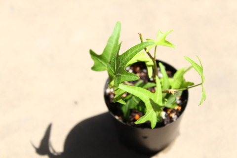 ヘデラ 植え替え後