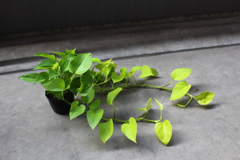 ライムポトス 植え替え前