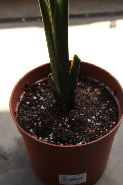 植え替えしたらメネデール