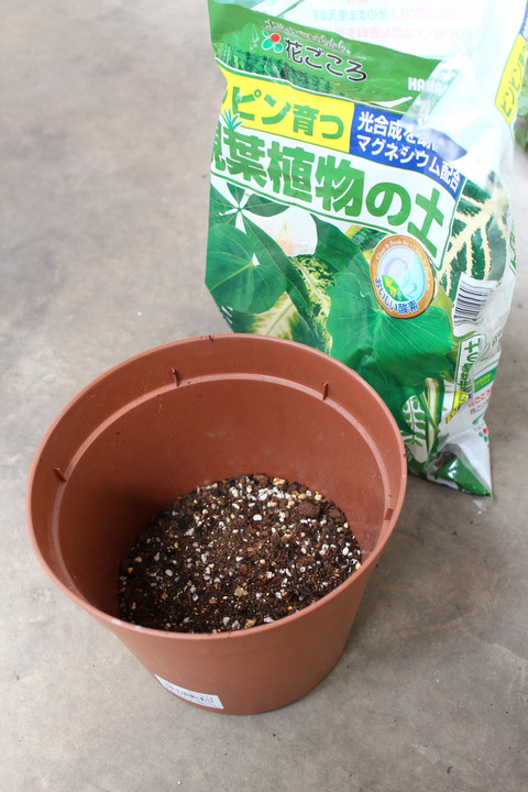 クワズイモ 植え替え用の鉢