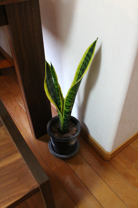 サンスベリア1号 これから水遣りするよ
