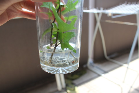 ヘデラ 水挿し