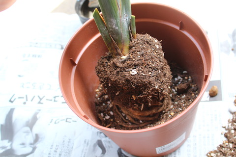 ストレリチア ニコライ 植え替え