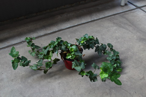 ヘデラ 植え替え前