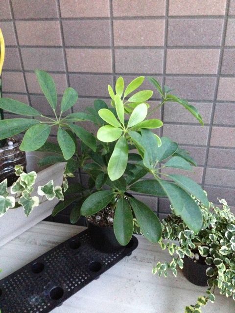 シェフレラ 新芽でてます