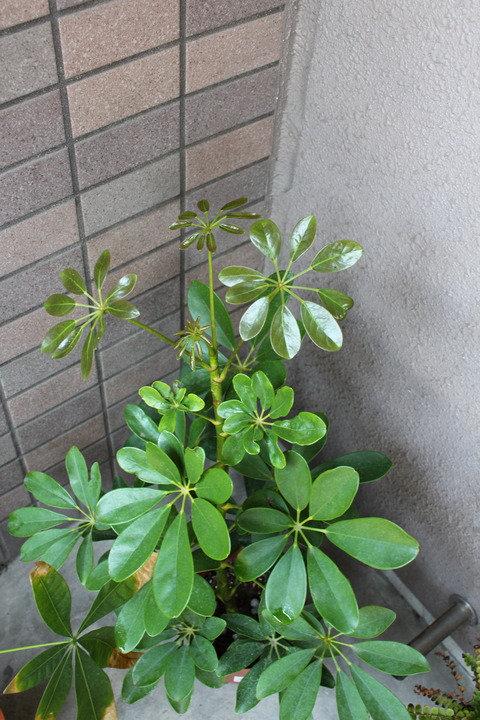シェフレラ 新芽が同時に沢山