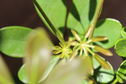 シェフレラ 新芽の色は黄緑