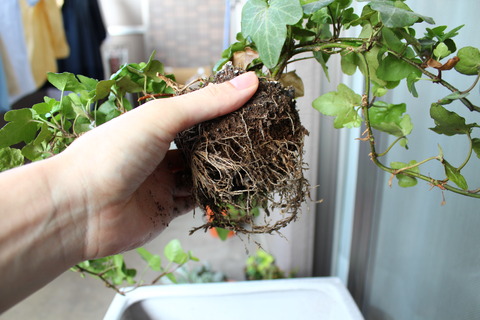 ヘデラ 植え替え中 根をほぐす
