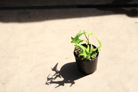 ヘデラ 植え替えしたよ