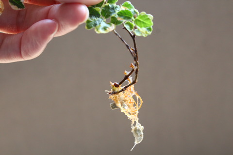 プミラ 水挿し 発根してるね