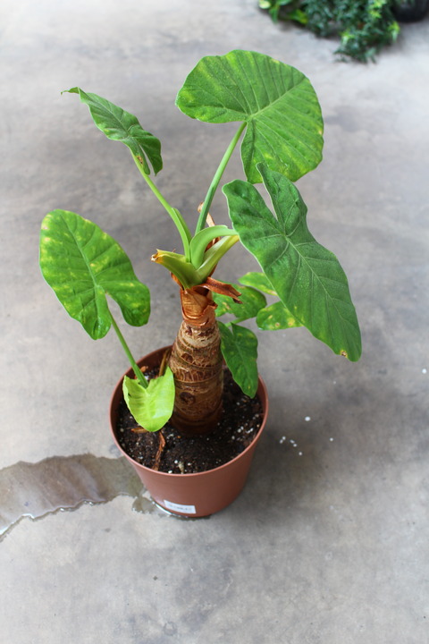クワズイモ 植え替え後