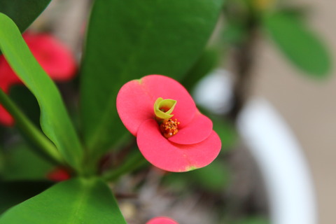 ハナキリン 花から花