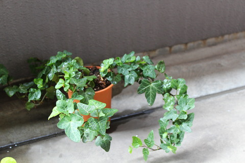 ヘデラ 植え替え完了