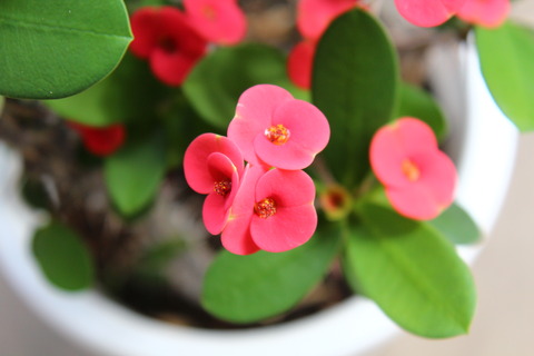 ハナキリン 花重なり