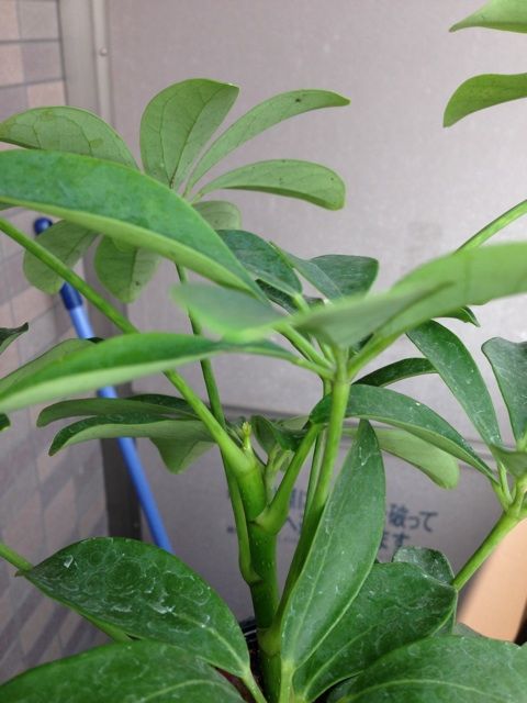 シェフレラ 新芽