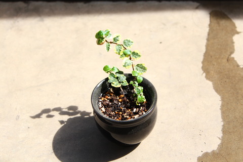 プミラ 植え替えしたよ