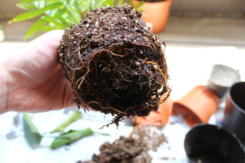 テーブルヤシ 植え替え