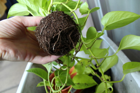 ライムポトス 植え替え中