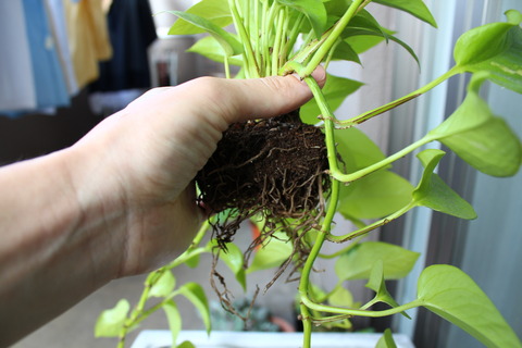 ライムポトス 植え替え中 根をほぐす