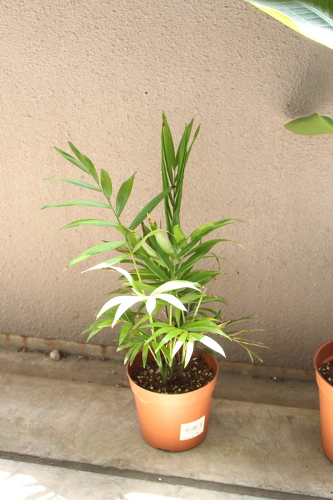 テーブルヤシ 植え替え