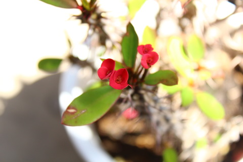 ハナキリン 赤い部分は実は花じゃないんです