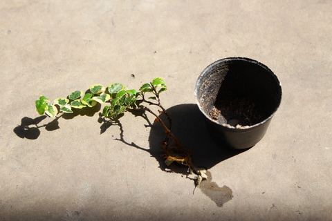 プミラ 植え替えするよ