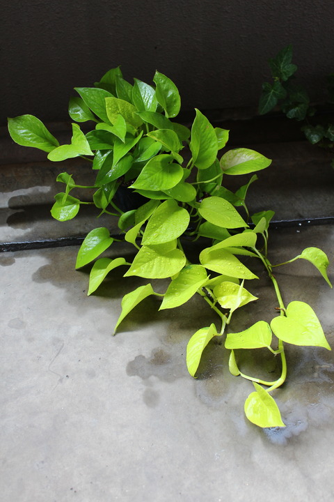 ライムポトス 植え替え完了