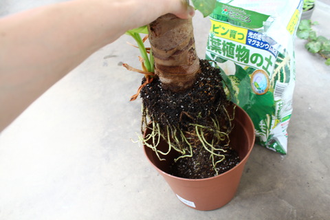 クワズイモ 植え替え